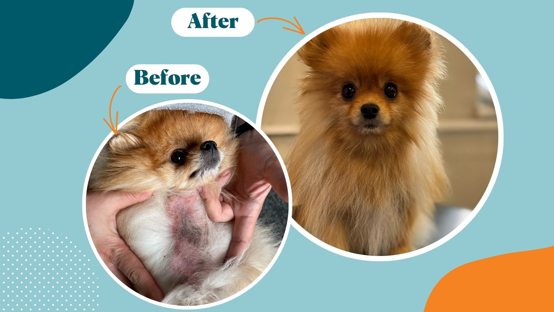 My Dog has Alopecia: What should I do & Understanding and Treating Alopecia in Dogs – Kika USA SuperiorCare.Pet