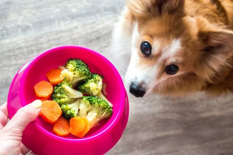 Human food good for dogs to eat clearance