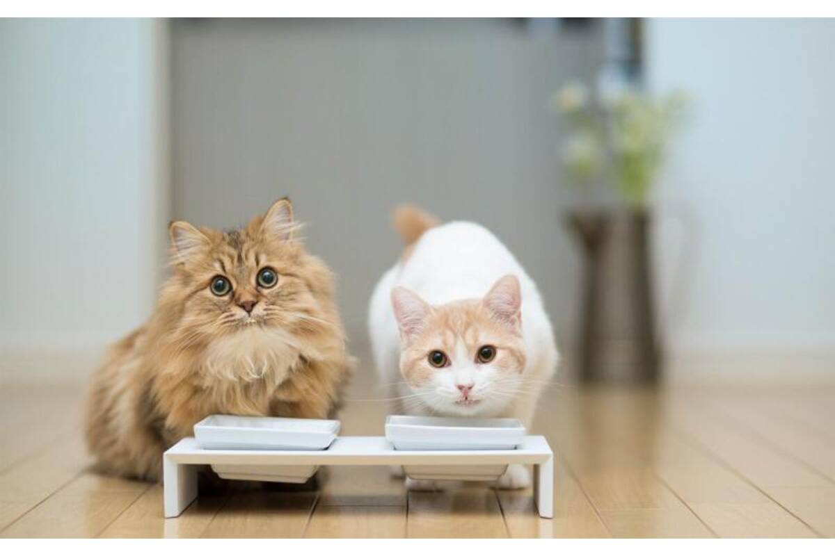 Mineral-Rich Puppy Supplement for Bone Strength, Joint Health & Detox Support