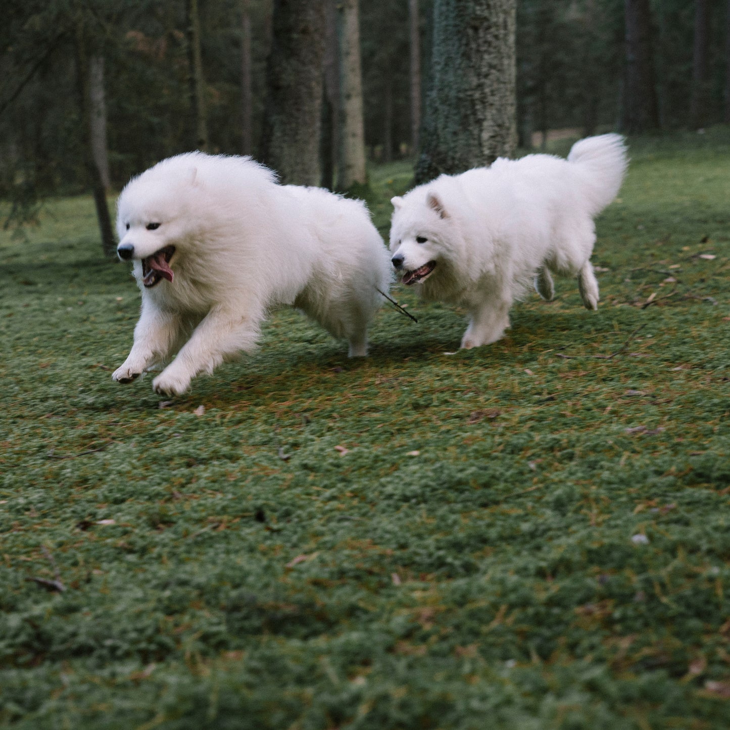 Adult Performance Mineral Supplement for Strong Bones, Muscle Recovery & Detox