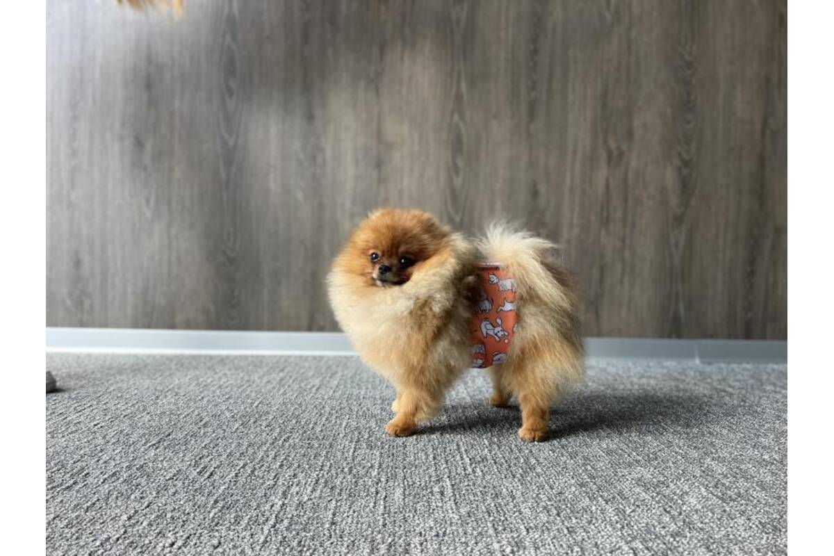 Misoko reusable diapers for male dogs, camouflage