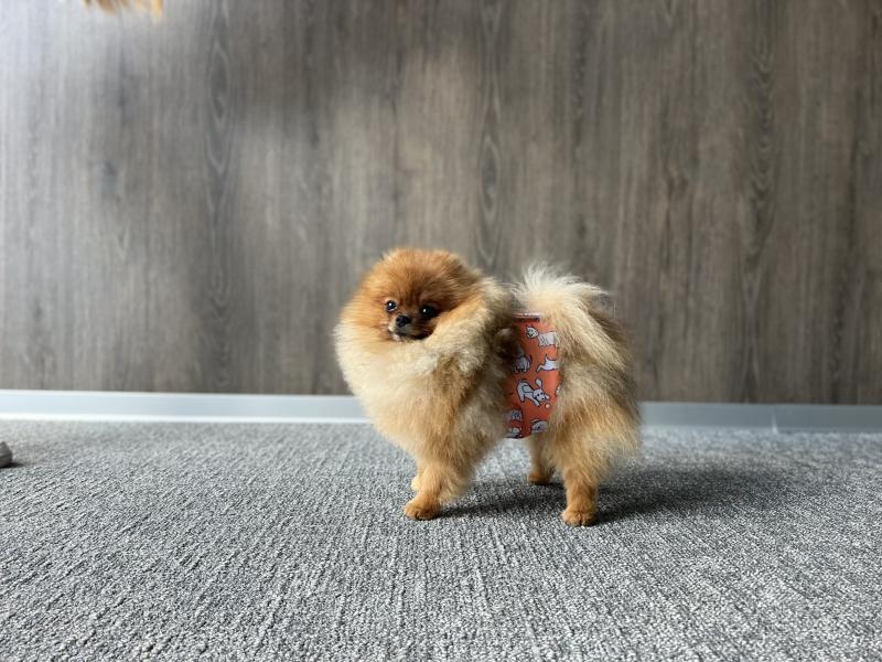 Leakproof, Washable & Eco-Friendly Male Dog Belly Band