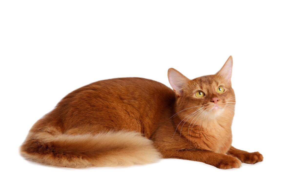 Adult Brown & Red Cats Dry Food with Herring – For All Breeds