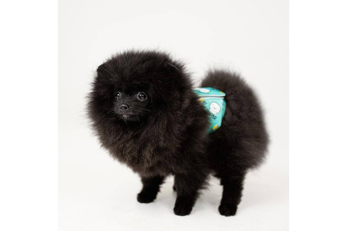 Misoko reusable diapers set for male dogs, Voyage, 3 pcs.