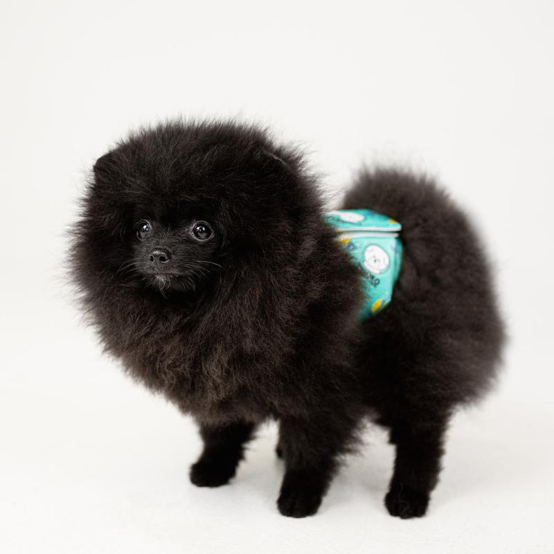 Misoko reusable diaper set for male dogs, Treasure, 3 pcs.