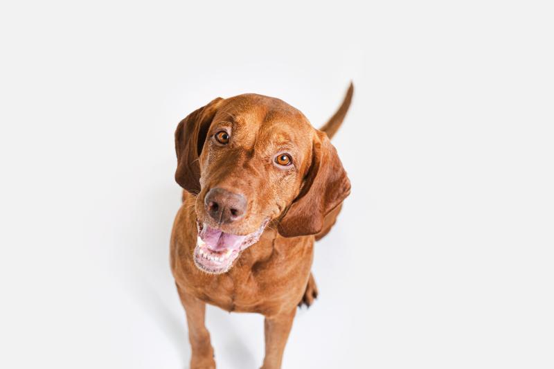 Junior Dog snacks for Gums & Oral Care with Insects