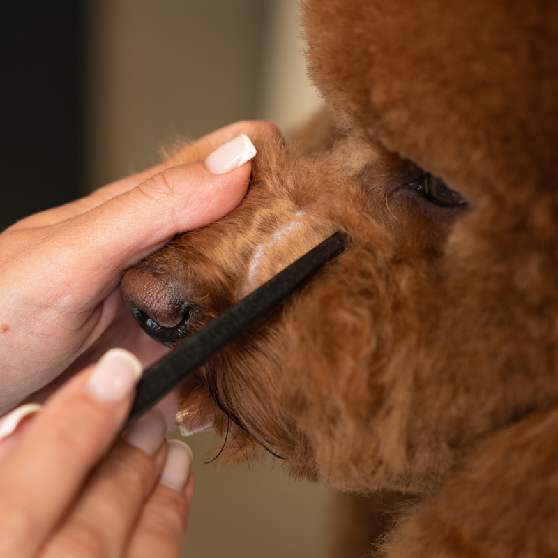 Tauro Pro Line Brush, beech wood, natural boar bristles, black, long