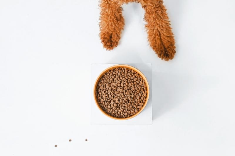 CLEARANCE Junior Dogs Food for Red Coat Small Breeds with Salmon - Kika USA SuperiorCare.Pet