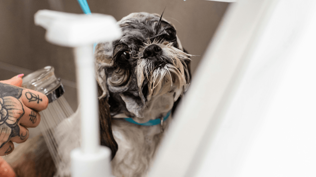 8 Common Bathing Mistakes That Can Damage Your Pet’s Coat - Kika USA SuperiorCare.Pet