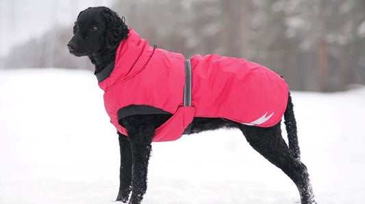 8 Reasons Why Your Dog Needs Dog Clothes in Winter - Kika USA SuperiorCare.Pet