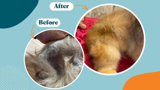 Battling Pet Alopecia: A Comprehensive Guide for Pet Owners - Kika USA SuperiorCare.Pet