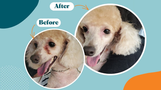 Brown Tear Stains: Unveiling the Mystery and Finding Solutions - Kika USA SuperiorCare.Pet