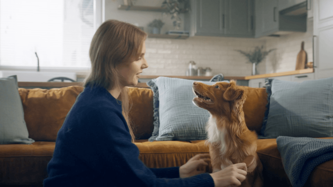 Brushing Your Cat or Dog: Why Frequency Matters More Than You Think - Kika USA SuperiorCare.Pet