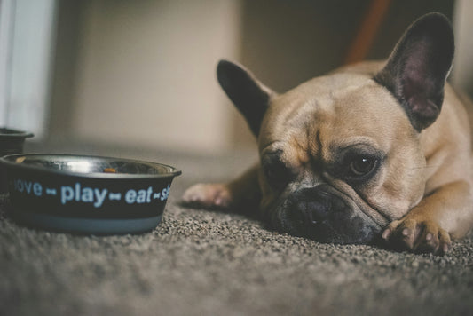 Sensitive Stomach Dog Food: What to Feed a Dog with Digestive Upset