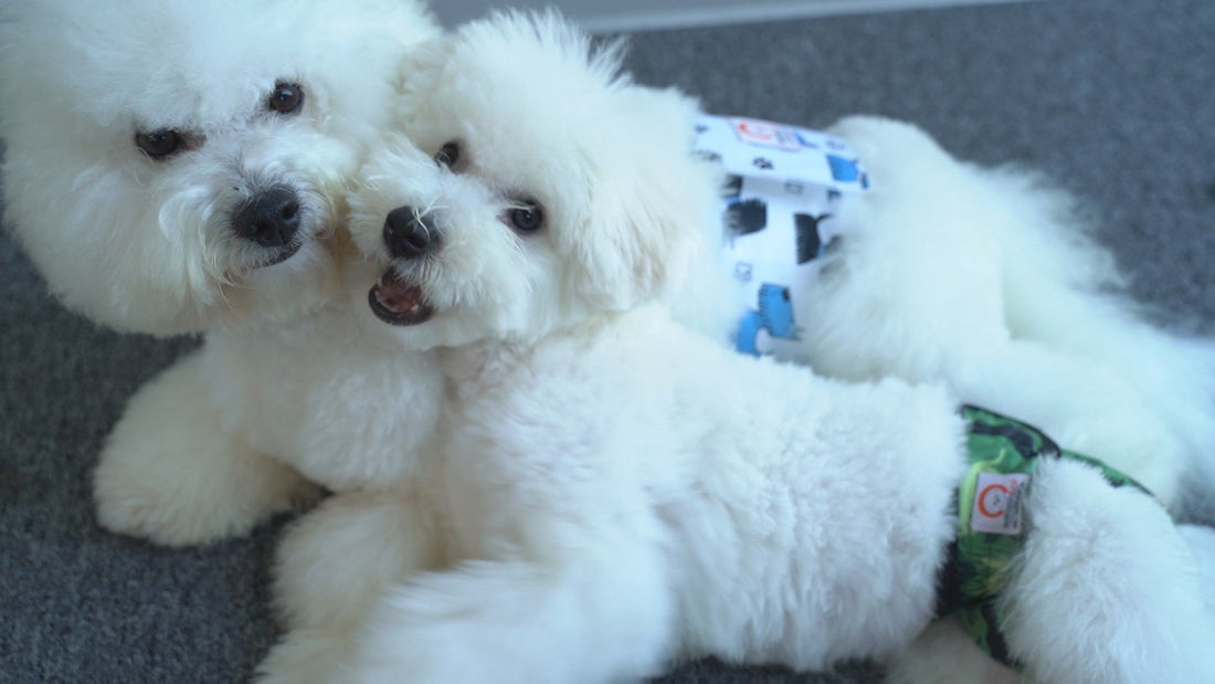 Dog Diapers: How Long Can A Dog Wear A Diaper? - Kika USA SuperiorCare.Pet