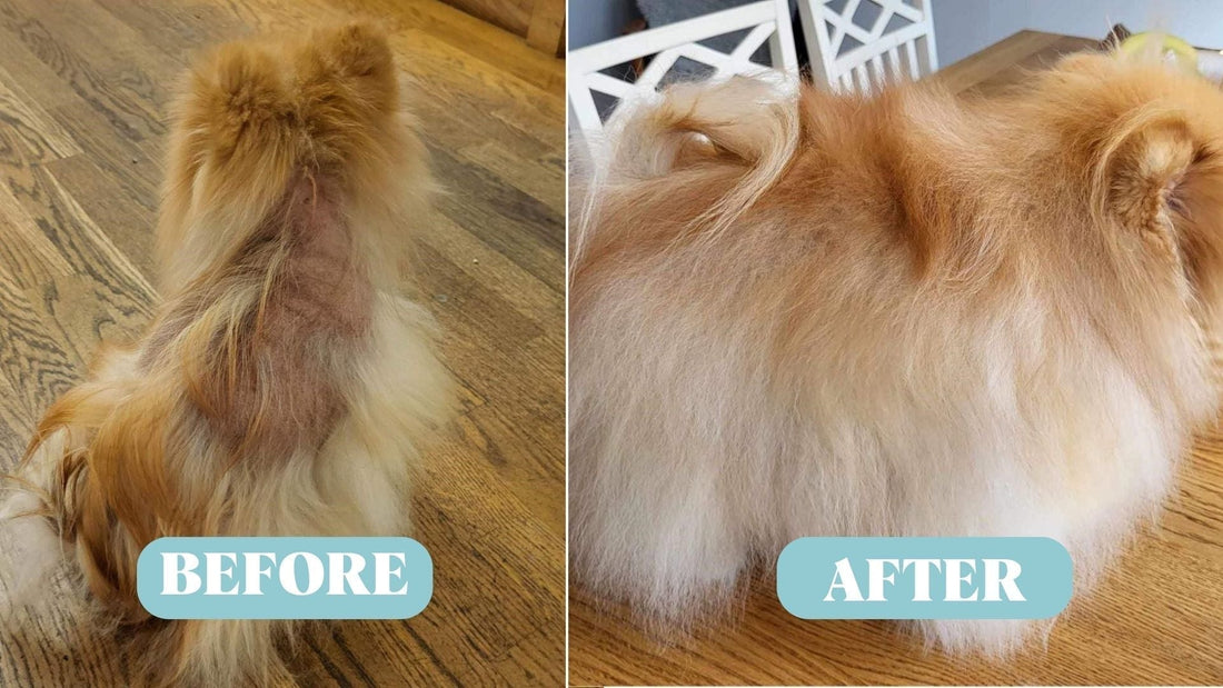 Dog Hair Loss: Causes, Solutions, and Expert Tips - Kika USA SuperiorCare.Pet