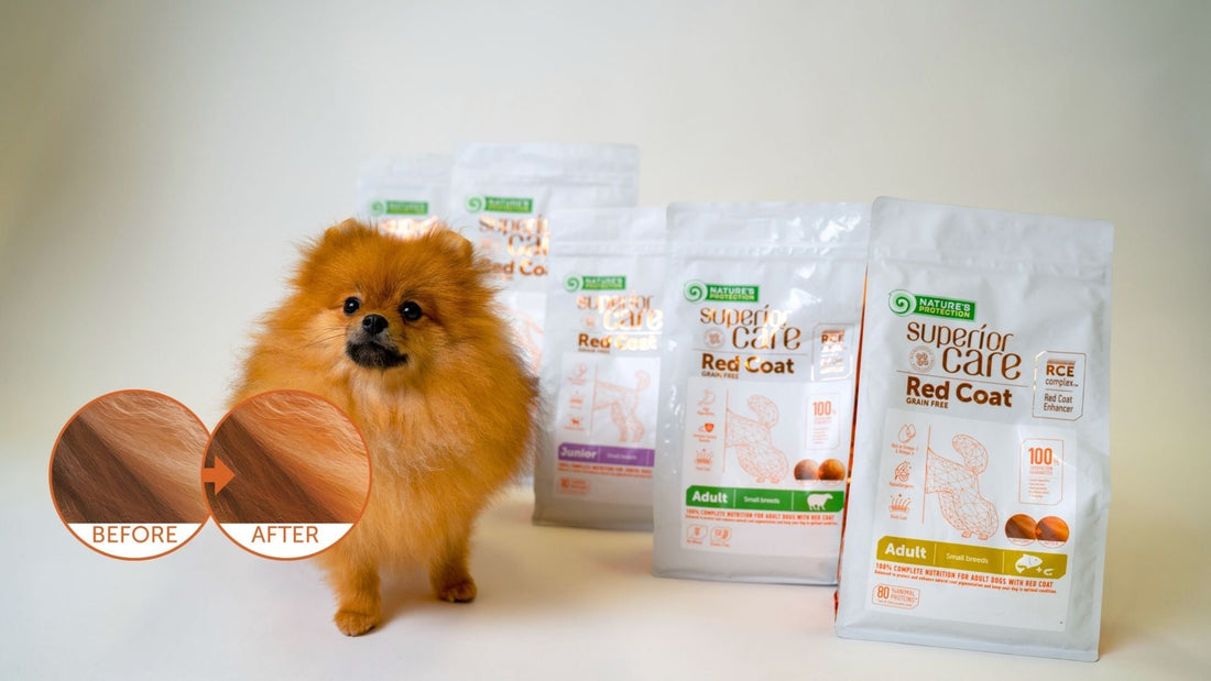 Fading Dog Fur Color: Causes and Solutions - Kika USA SuperiorCare.Pet