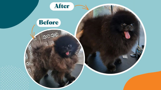 Flaky skin and rough fur for a pet: TOP tips to prevent it - Kika USA SuperiorCare.Pet