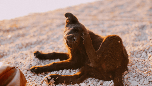 Flea vs. Dry Skin: How to Spot the Difference - Kika USA SuperiorCare.Pet