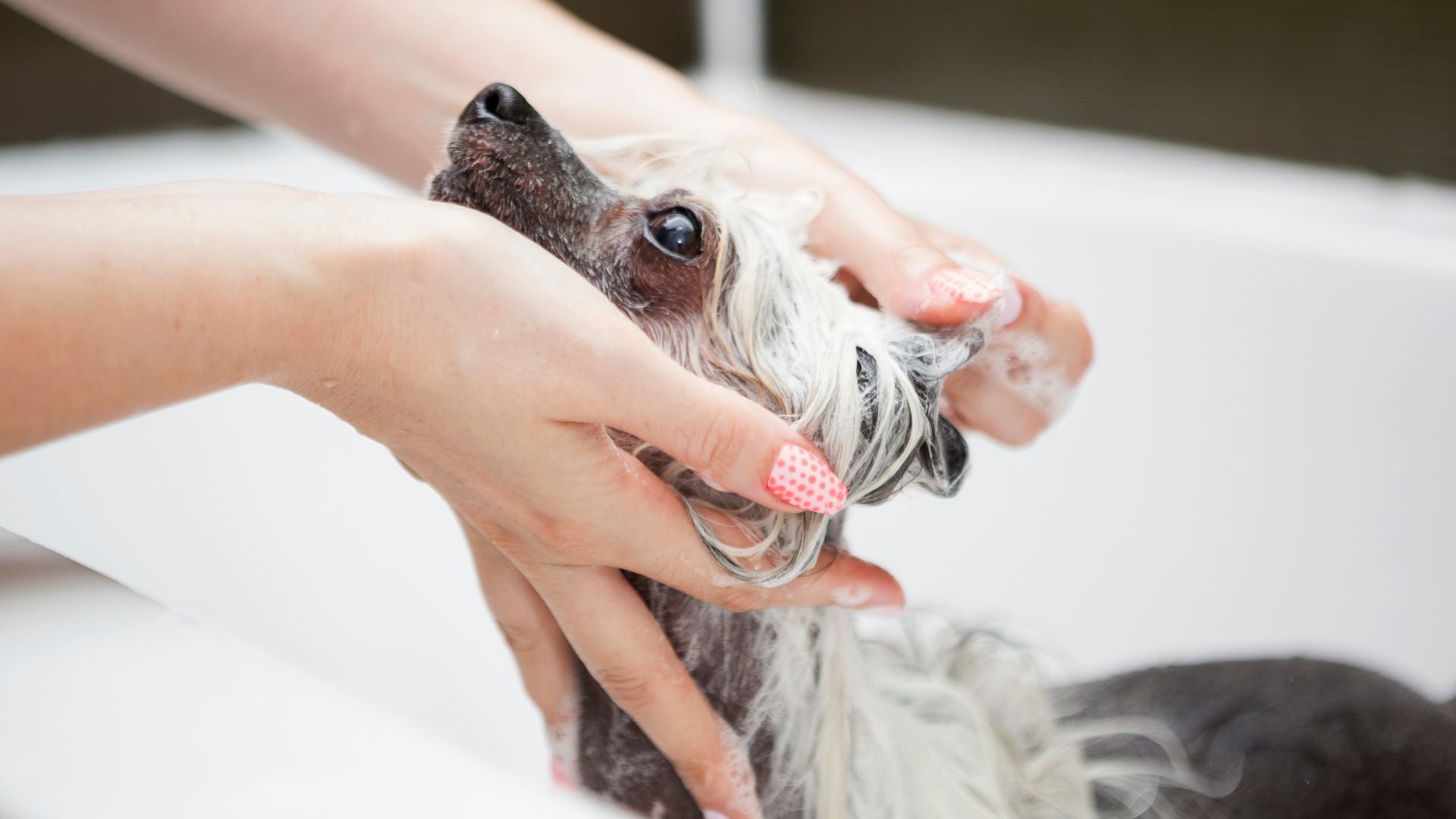 Grooming Routine for Hairless Pets: Why Skin Care is Just as Important as for Long-Haired Breeds