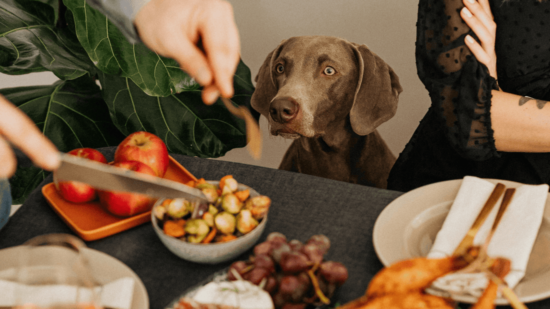 Holiday Foods That Are Dangerous for Pets: Plan Ahead for a Safe Season - Kika USA SuperiorCare.Pet
