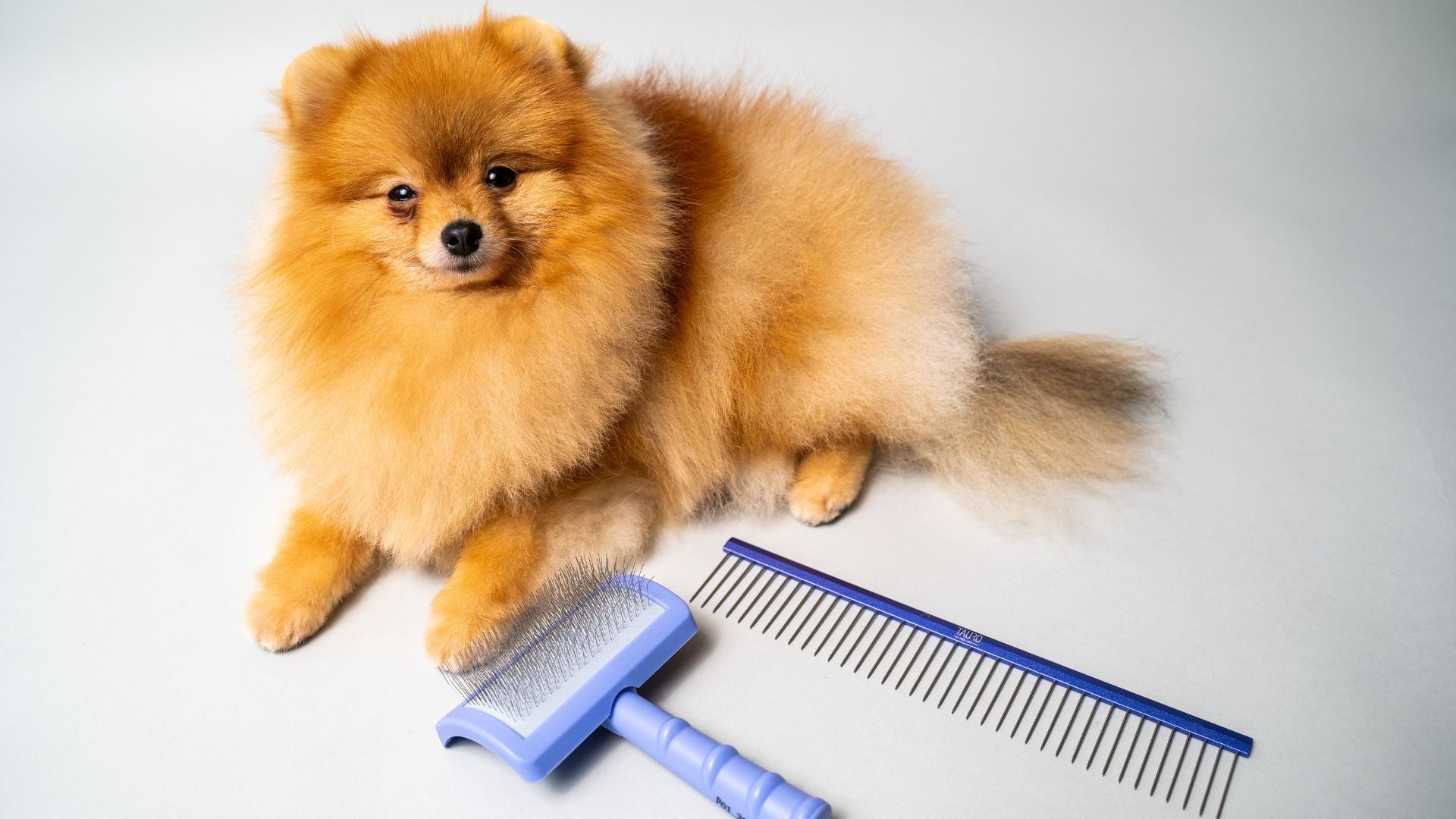 How Often Should You Brush Your Dog? Expert Tips for Every Breed