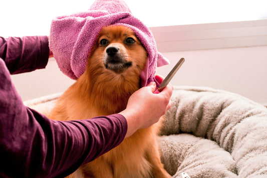 How to Choose Dog Grooming Tools and Supplies for Home Grooming - Kika USA SuperiorCare.Pet