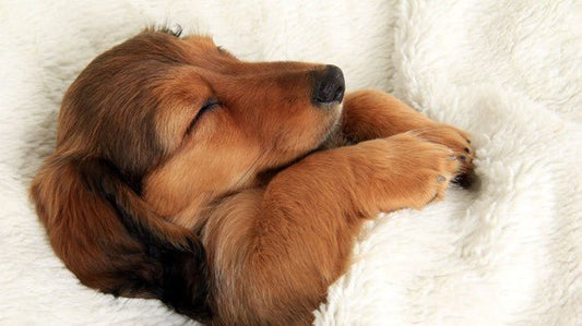 How to Get a Puppy to Sleep Through the Night: A Guide for New Pet Parents - Kika USA SuperiorCare.Pet