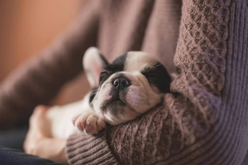 How to Get Your Puppy to Sleep Through the Night: A Puppy Training Guide - Kika USA SuperiorCare.Pet
