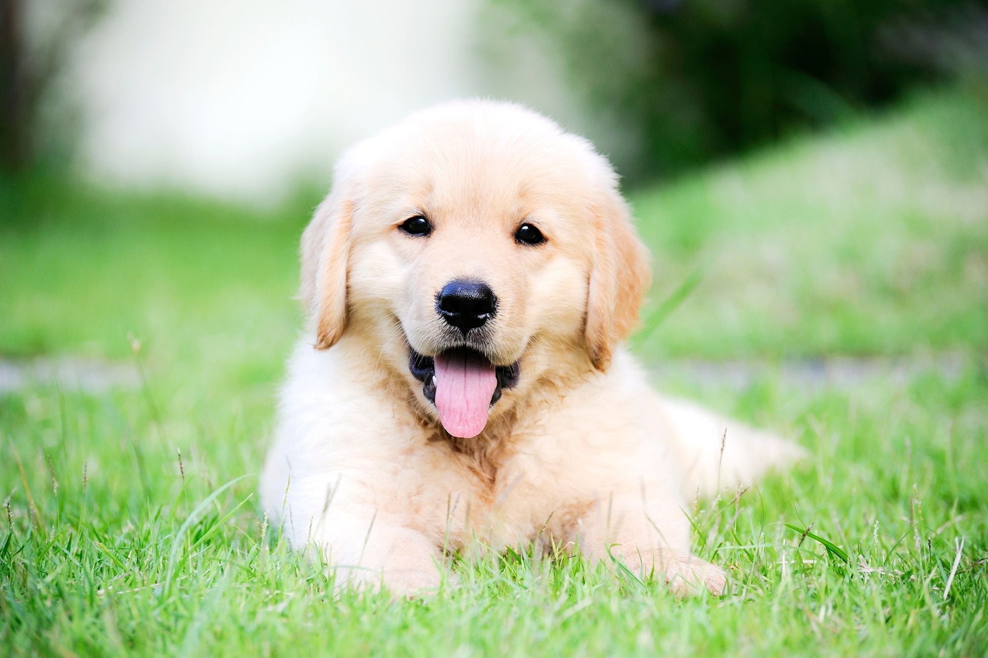 How to Toilet Train Your Puppy in 7 Days: Your Step-by-Step Guide