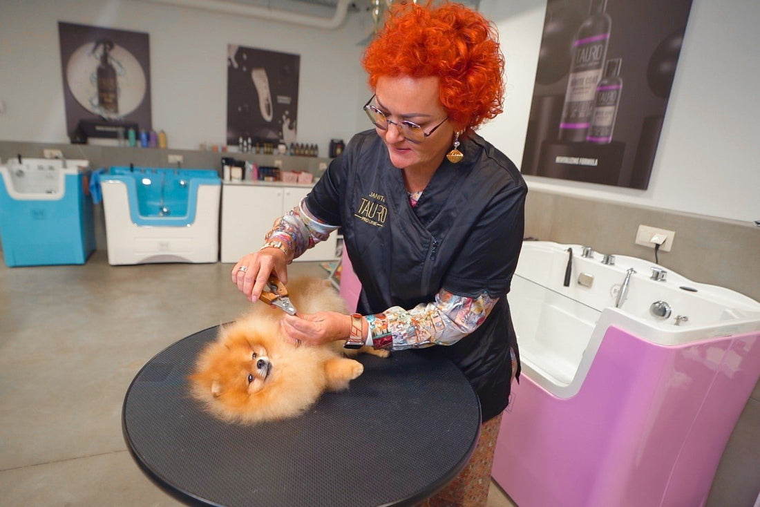How To Trim A Dog Nails: Step-by-step Tips From A Pro Groomer - Kika USA SuperiorCare.Pet