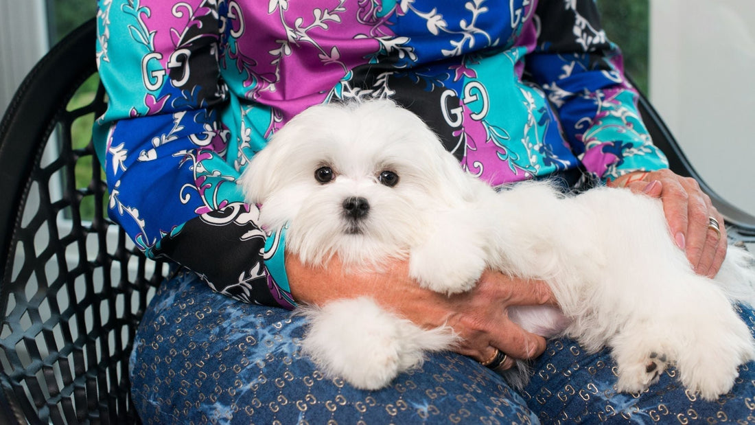 Human Food for Dogs That Will Not Harm - Kika USA SuperiorCare.Pet