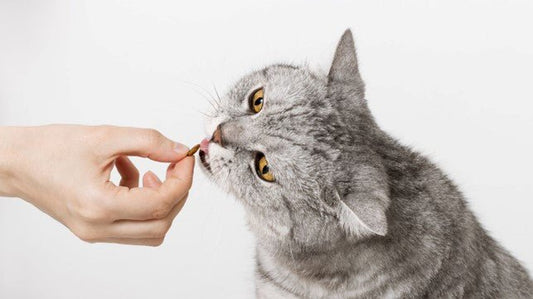 Nature's Protection Superior Care Cat Food: Tailored Nutrition for Your Feline Friend - Kika USA SuperiorCare.Pet