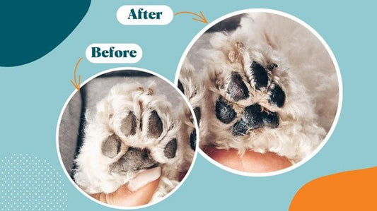 Paw Care in Winter: A Guide to Healthy Paws for Your Furry Friend - Kika USA SuperiorCare.Pet
