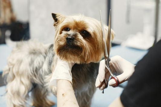 Professional Dog Grooming Supplies: What Groomers Need vs. What Pet Owners Need - Kika USA SuperiorCare.Pet