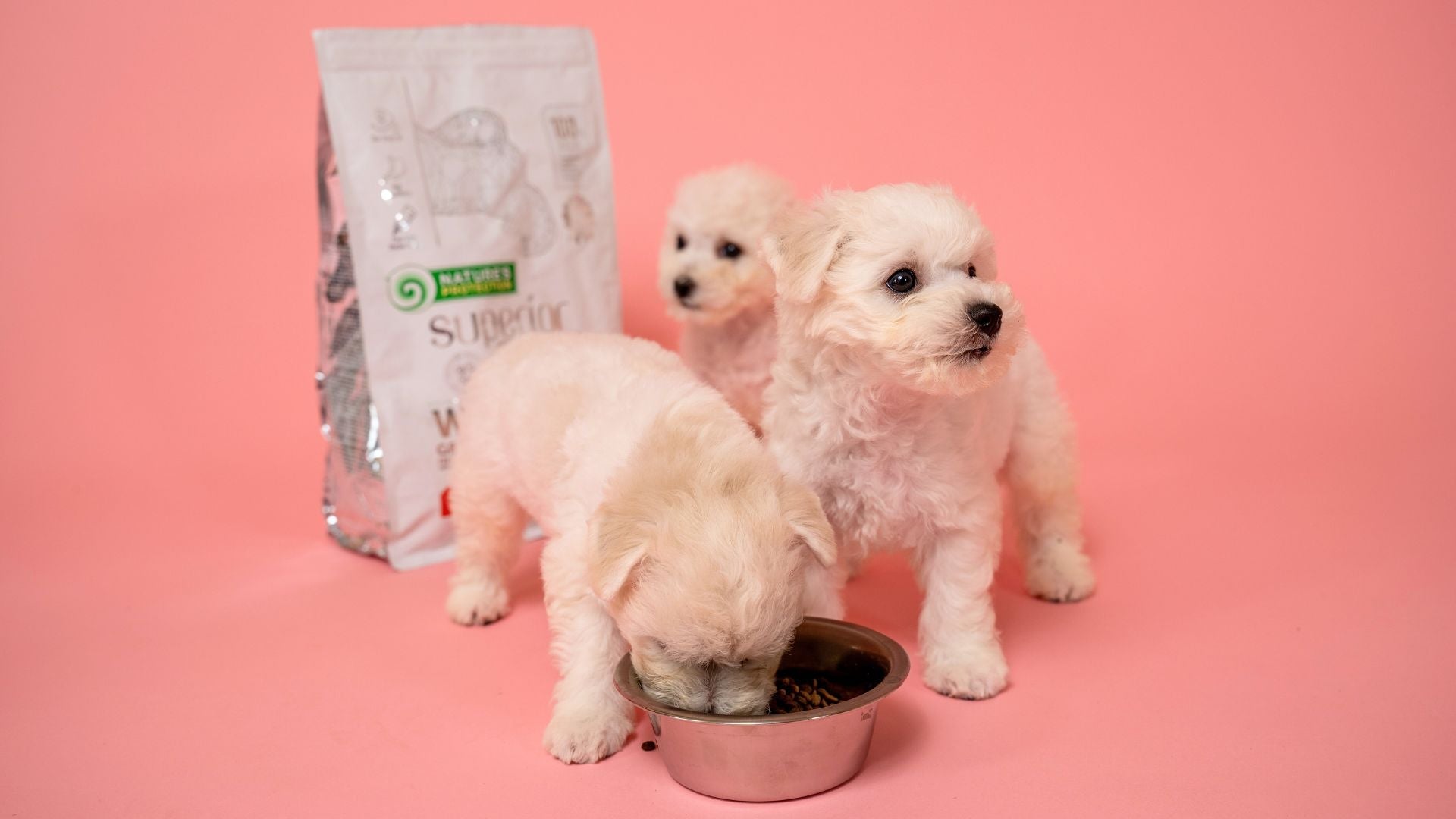 Puppy Nutrition Guide: How To Choose the Best Food for Puppies?