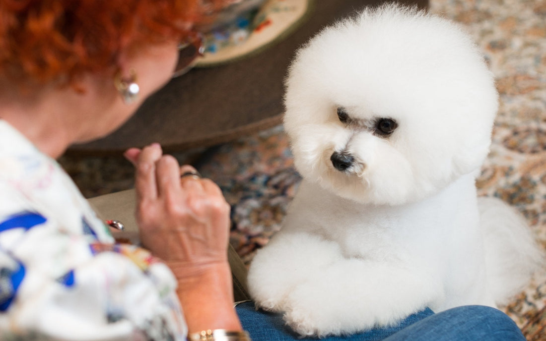 Puppy Training 101: Your Guide to Mastering Basic Puppy Training - Kika USA SuperiorCare.Pet