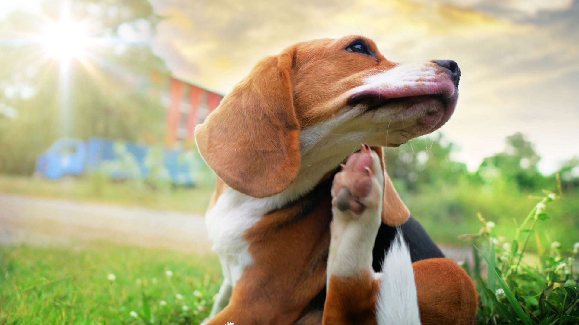 Spring Allergies in Dogs: Causes, Symptoms, and Solutions