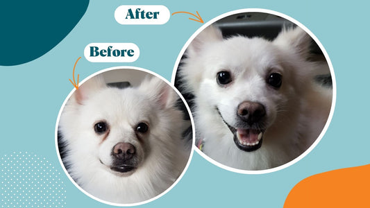 Tackling Tear Stains: How to Fix This Common Problem in Dogs - Kika USA SuperiorCare.Pet