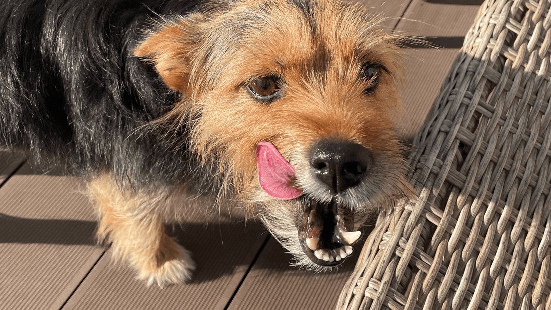 Top 5 Signs Your Pet’s Diet Needs an Upgrade - Kika USA SuperiorCare.Pet