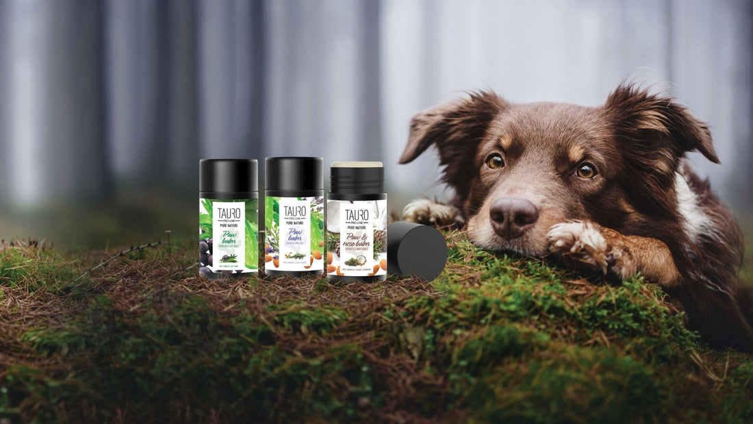 Ultimate Guide: How to Keep Your Dog’s Paws Healthy & Adventure-Ready! - Kika USA SuperiorCare.Pet