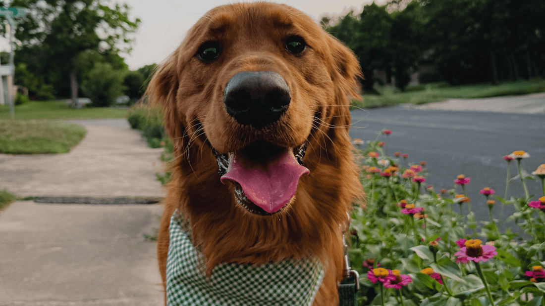 Understanding the Double Coat in Dogs: What It Means for Your Pet - Kika USA SuperiorCare.Pet