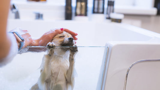 Unveiling the Truth: Chemical Ingredients in Skin and Coat Care Products for Dogs - Kika USA SuperiorCare.Pet