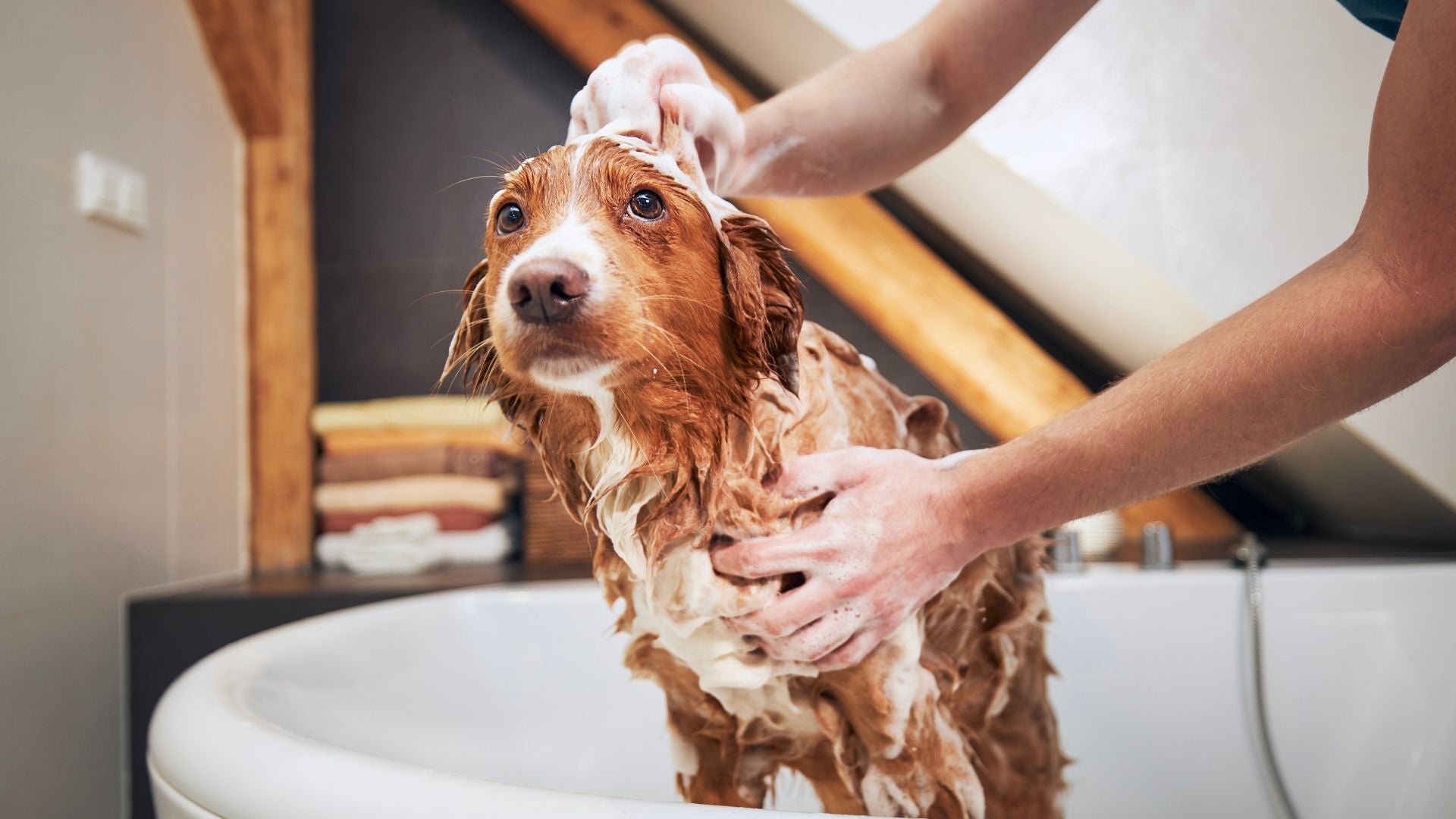 Unveiling the Ultimate Care: Tauro Pro Line's 3-Step Pet Bathing System