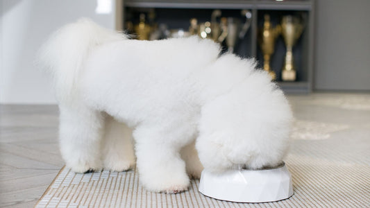 What to Do If the Dog Swallows Small Food Kibbles Without Chewing? - Kika USA SuperiorCare.Pet