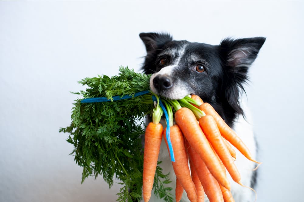 What Vegetables Can Dogs Eat? A Comprehensive Guide - Kika USA SuperiorCare.Pet