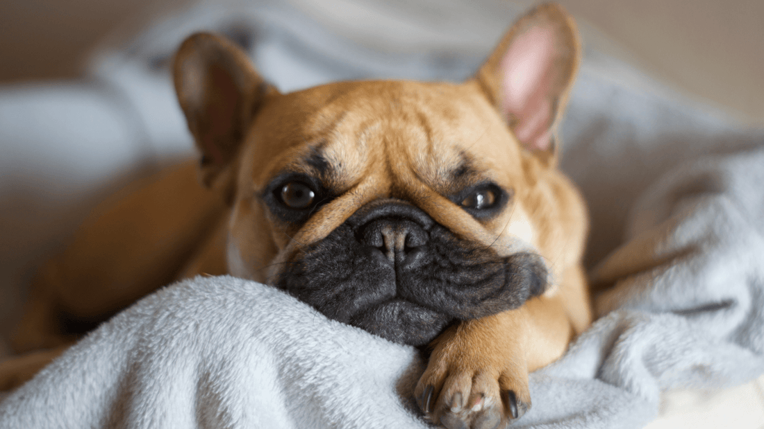 Why Your Pet’s Wellness Routine Should Be as Important as Yours - Kika USA SuperiorCare.Pet