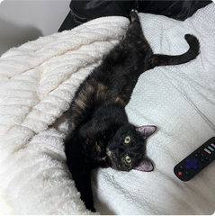 “Good results for my older cat”