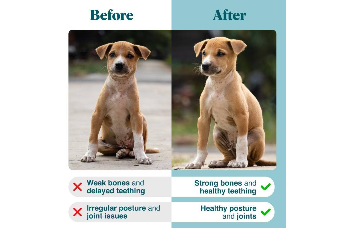 Mineral-Rich Puppy Supplement for Bone Strength, Joint Health & Detox Support