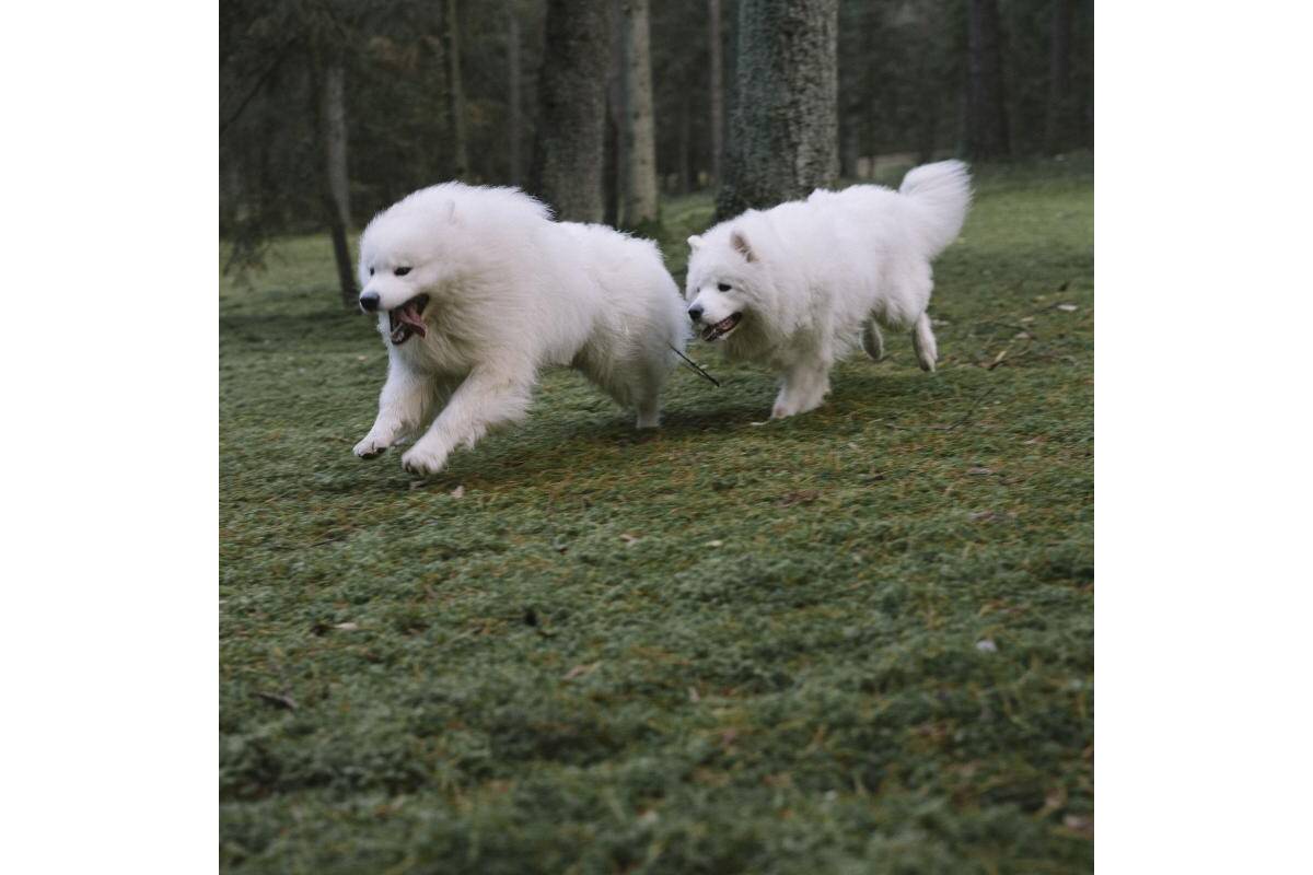 Adult Performance Mineral Supplement for Strong Bones, Muscle Recovery & Detox